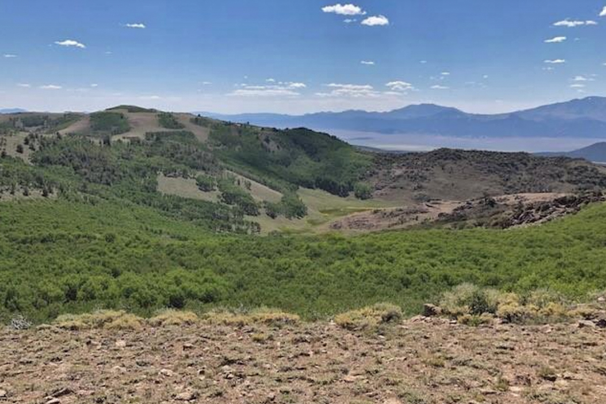 Don't fill vacant grazing allotments in the Table Mountain and Alta