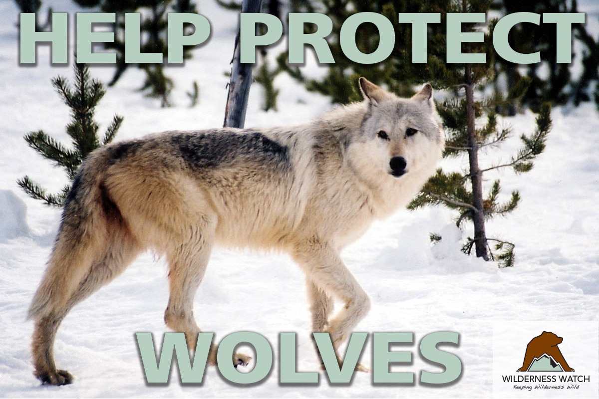 URGENT ACTION NEEDED: Congress trying to kill protection for endangered