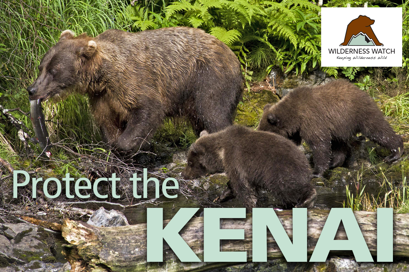 Speak up for Bears and Wilderness on the Kenai Refuge!