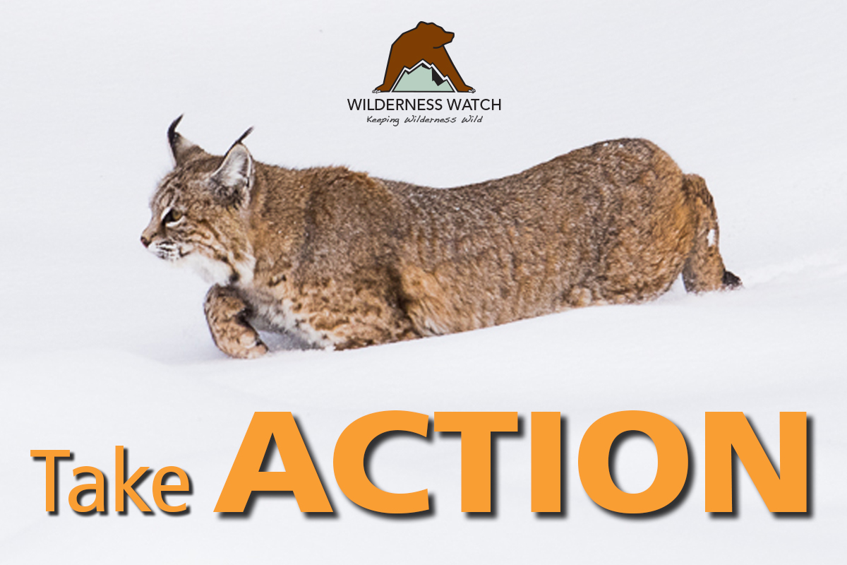 Speak up for Wilderness: Help end carnivore killing on wildlife refuges