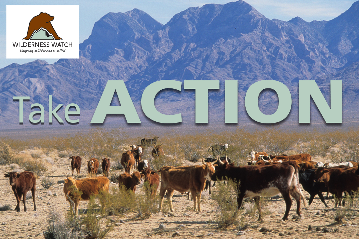 Tell Congress to support the Voluntary Grazing Permit Retirement Act