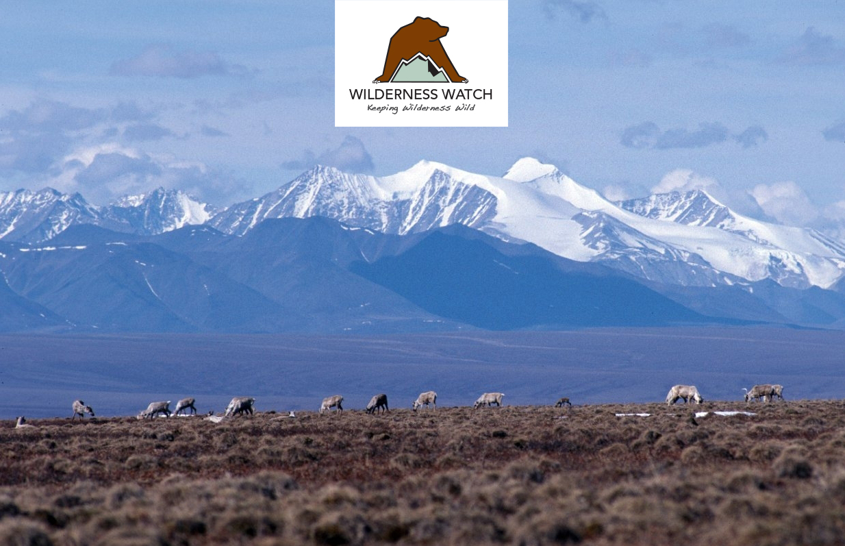 Caribou graze on the coastal plain of the Arctic National Wildlife Refuge, with the Brooks Range as a backdrop.