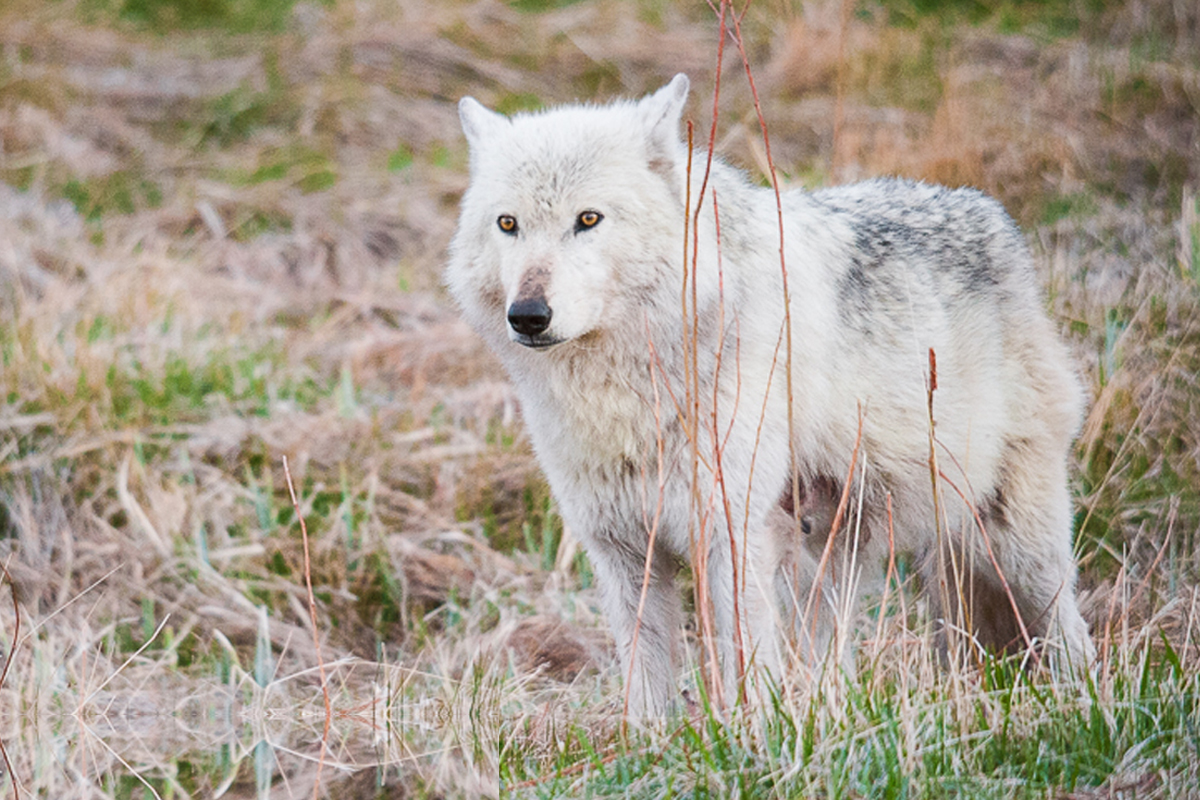 Speak up for wolves!