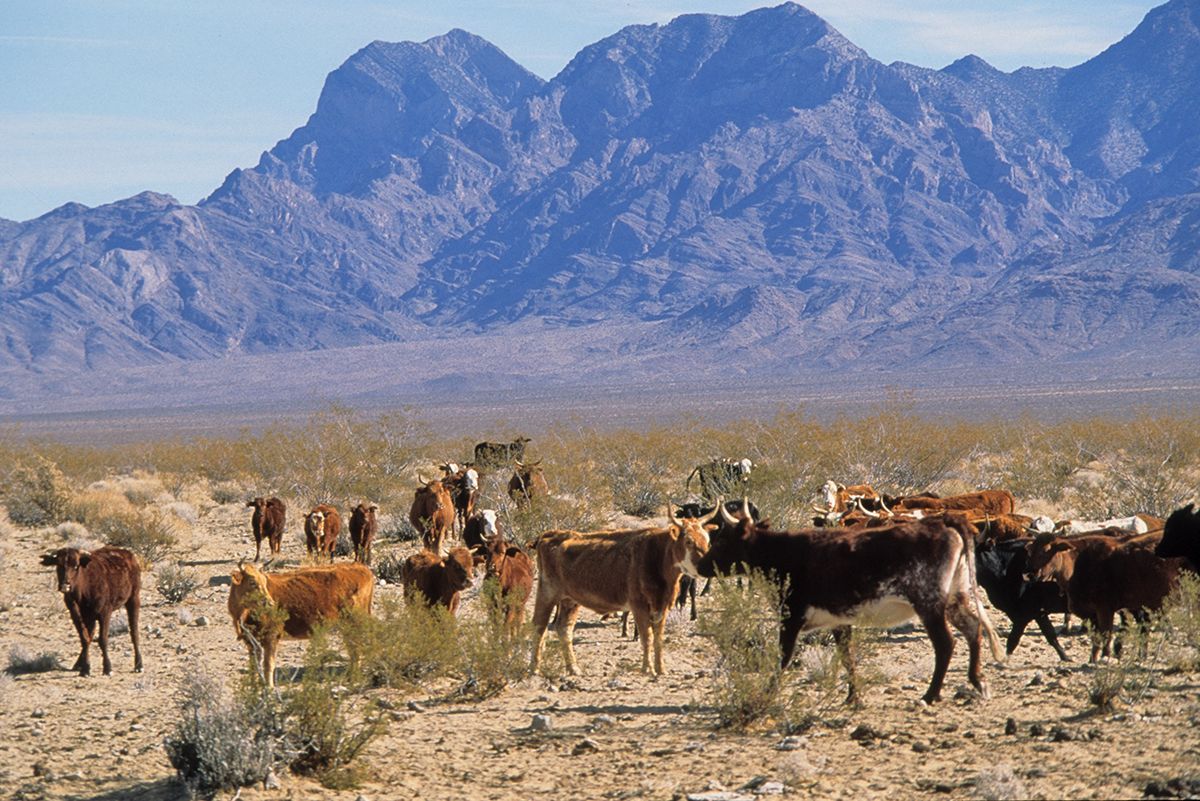Grazing in the Mojave Wilderness by George Wuerthner