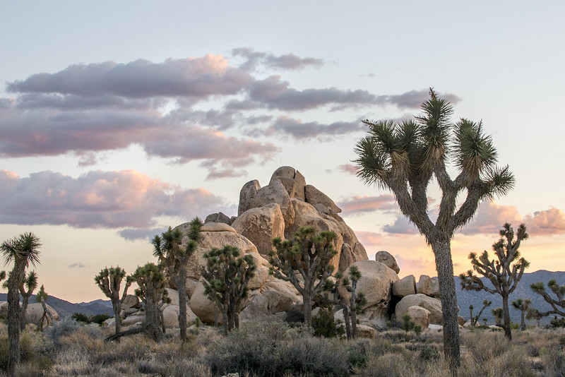 Joshua Tree National Park by NPS / Brad Sutton