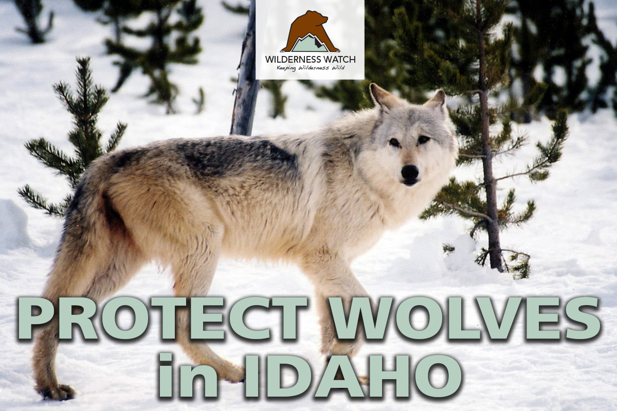 Protect Wolves and Wilderness in Idaho!