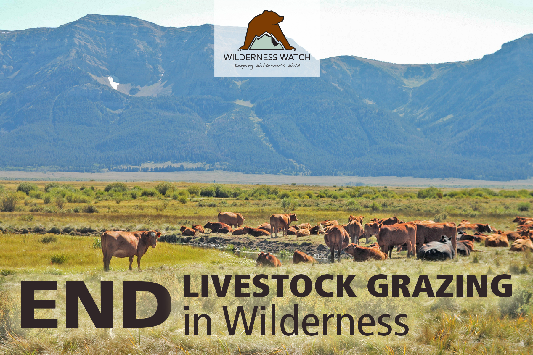 Cattle grazing in Red Rock Lakes Wilderness, Montana by George Wuerthner