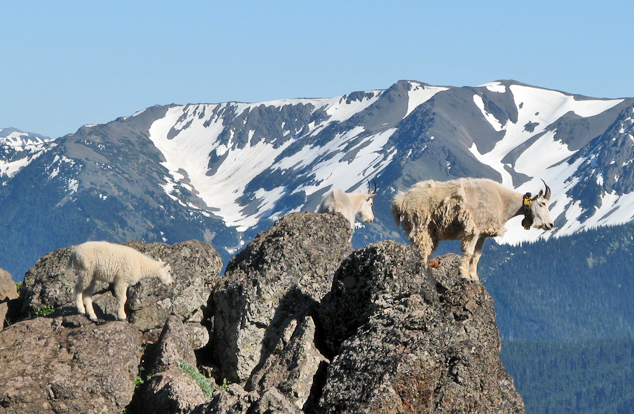 Goats in Olympic National Park, Washington