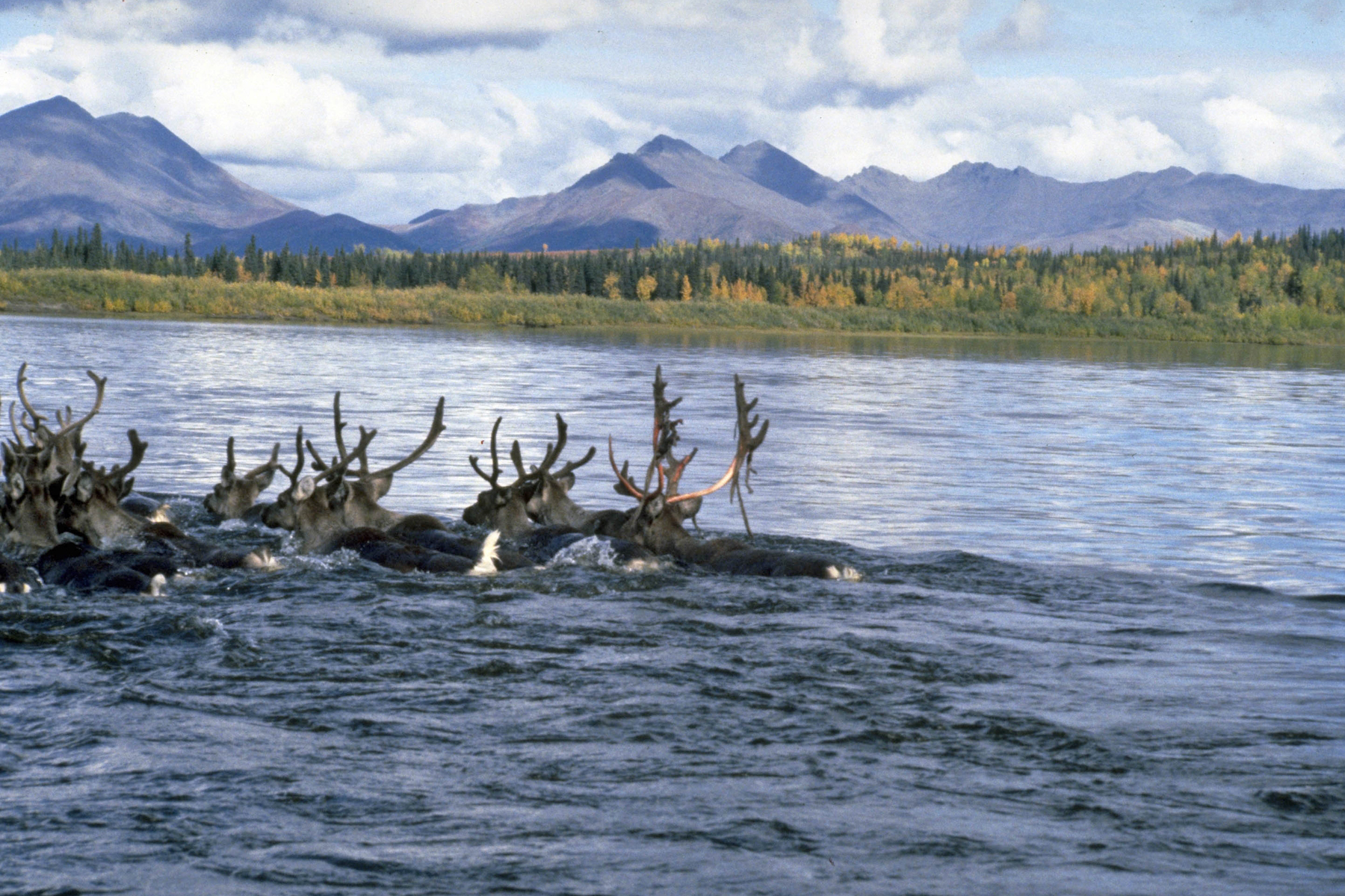 Caribou crossing the Kobuk River. By National Park Service.