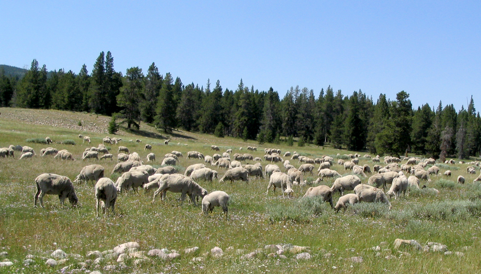 Sheep grazing in the High Uintas Wilderness, Utah