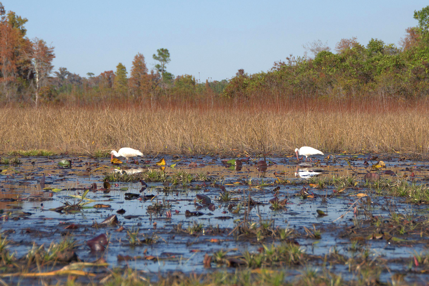 Okefenokee Wilderness by US Fish and Wildlife Service