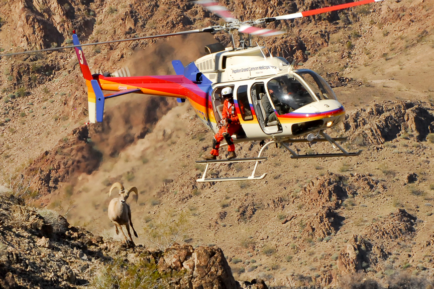 Desert bighorn sheep