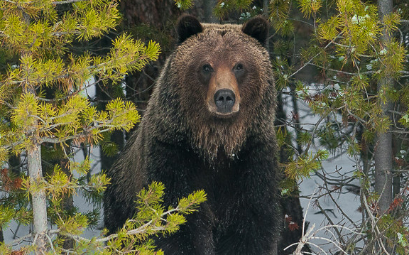 Grizzly bear by Sam Parks