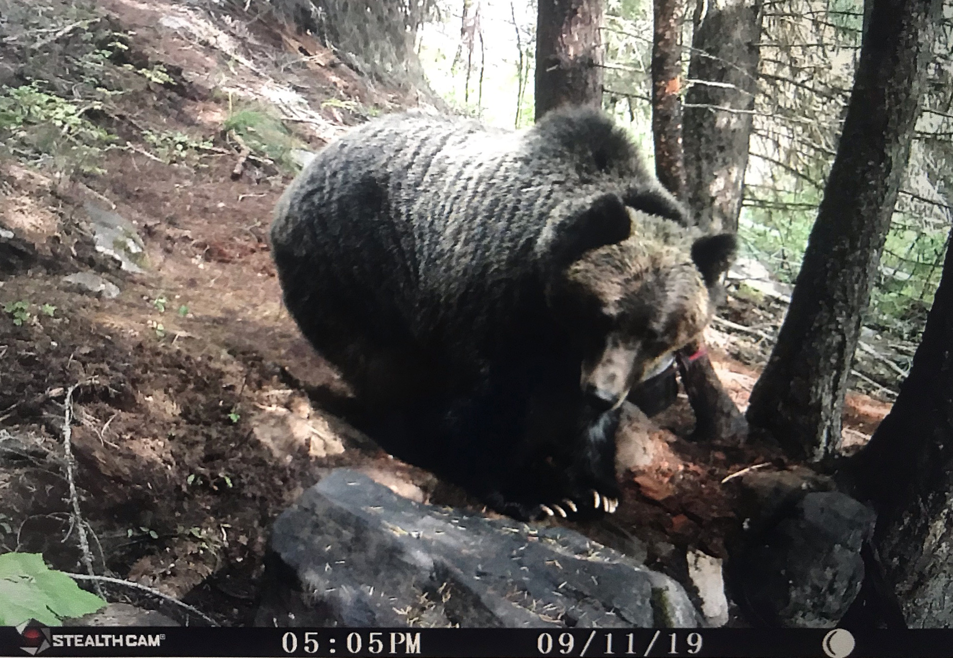 Grizzly, reportedly just north of the Selway-Bitterroot Wildernessboundary in Idaho. Photo obtained from US Fish and Wildlife Service