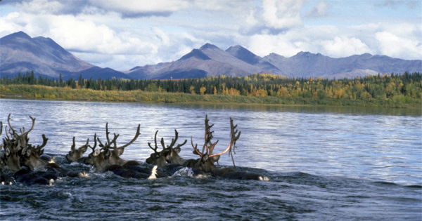Ambler Road threatens wild Alaska