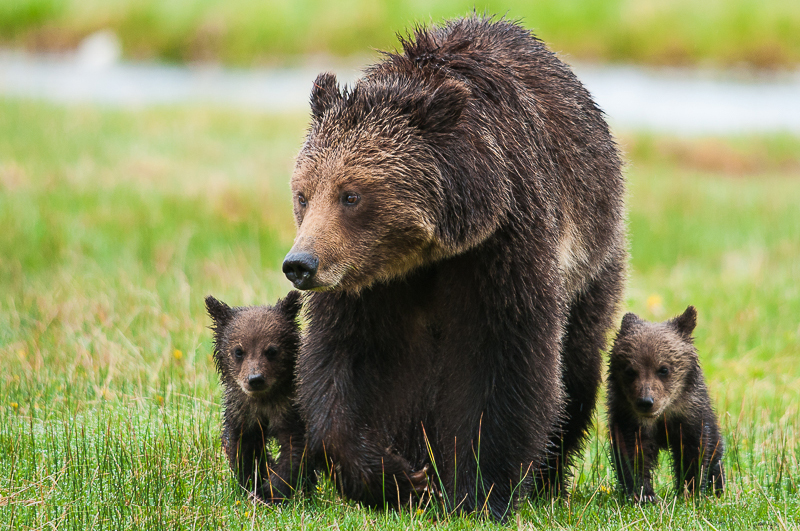 Grizzly family by Sam Parks