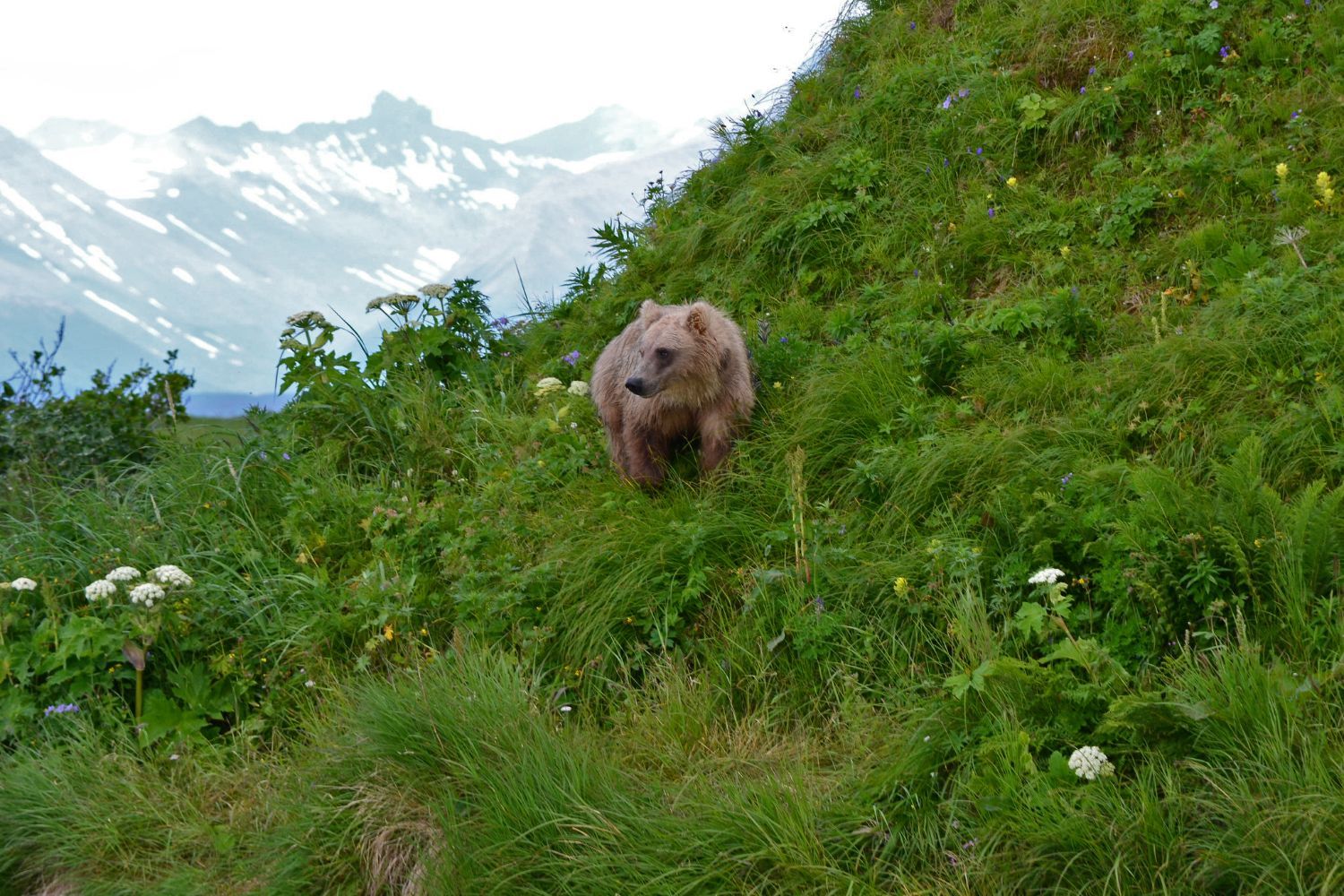 Kodiak bear in the Izembek NWR by USFWS