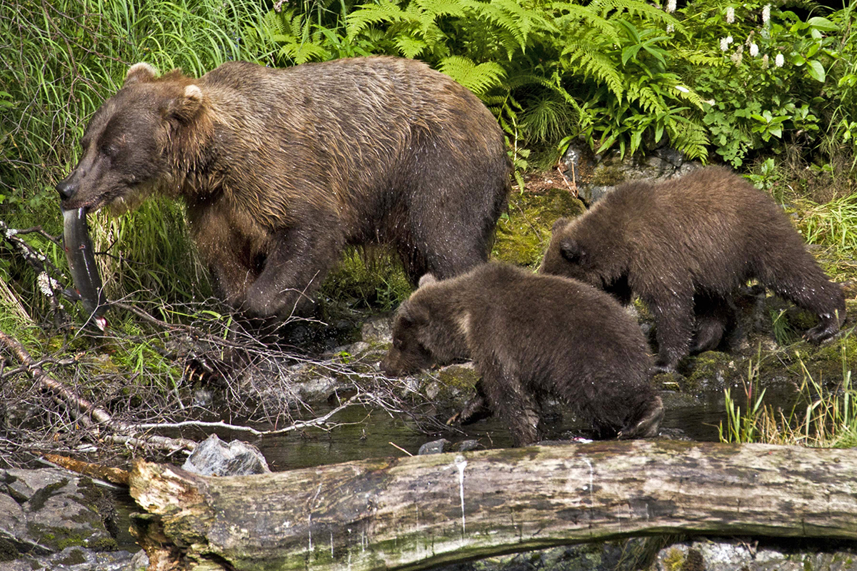 Victory Kenai Brown Bears And The Kenai Wilderness victory-kenai-brown-bears-and-the-kenai-wilderness
