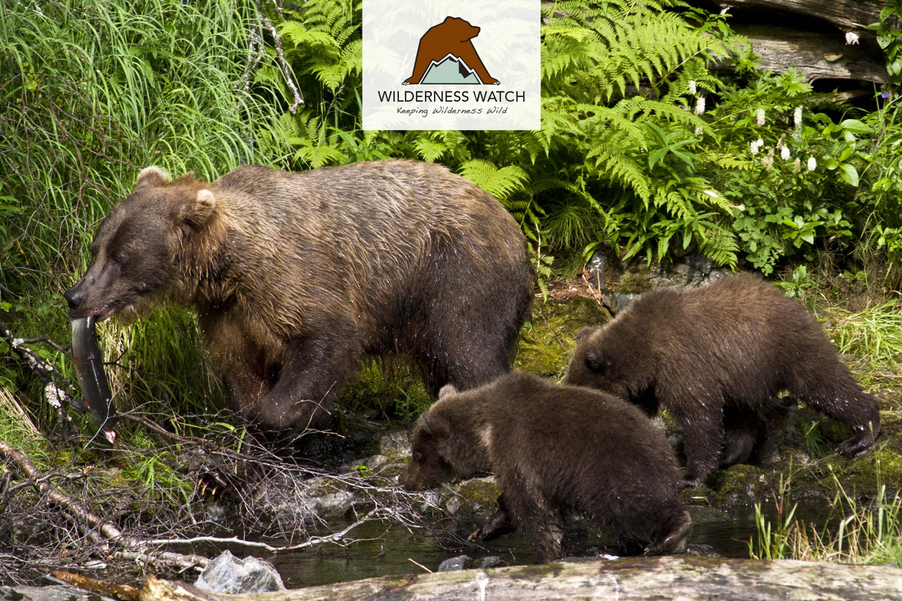 Bears at the Kenai National Wildlife Refuge