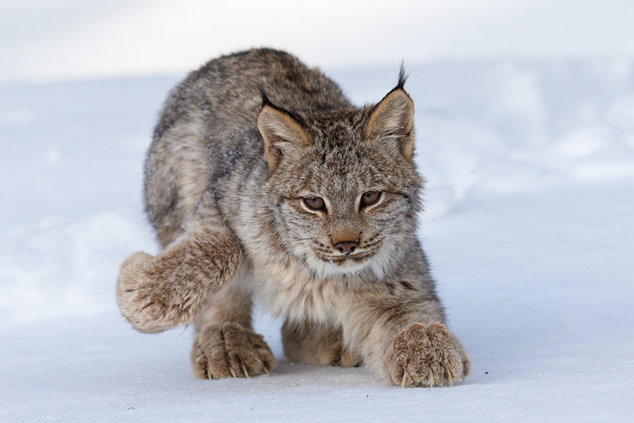 Canada lynx by Outward_bound