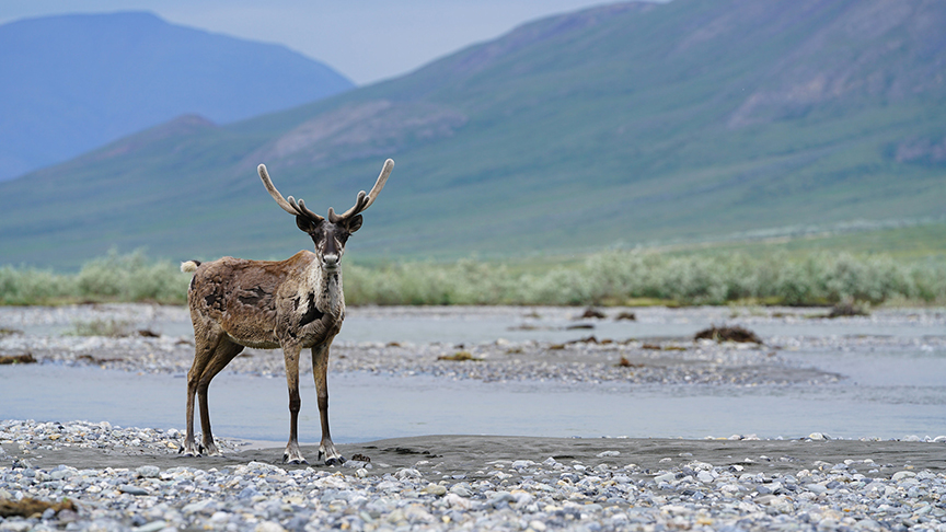 Caribou in the Arctic National Wildlife Refuge by Danielle Brigida