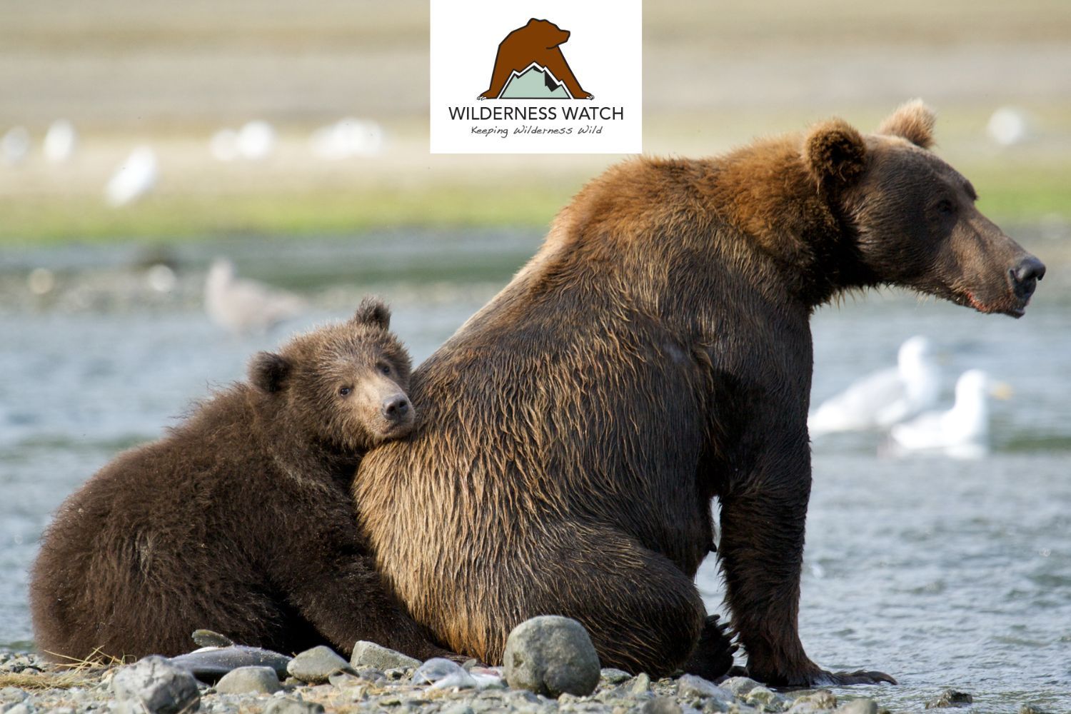 Brown bear mother and cub, Alaska