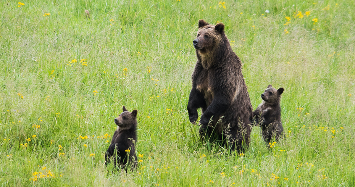 Grizzly bears by Sam Parks