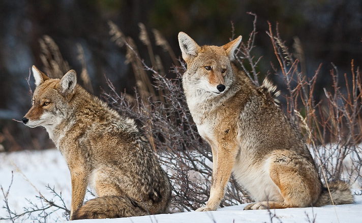 Coyotes by Sam Parks