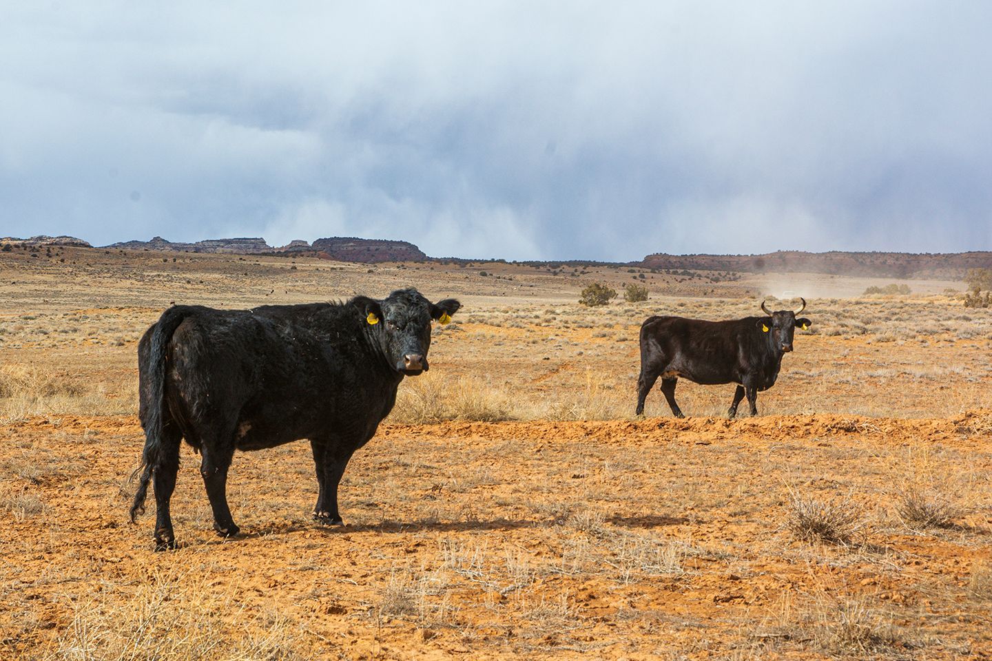 Cattle grazing Bureau of Land Management-administered public lands in Utah near the San Rafael Swell. Photo by JD Mallory, BLM Utah.