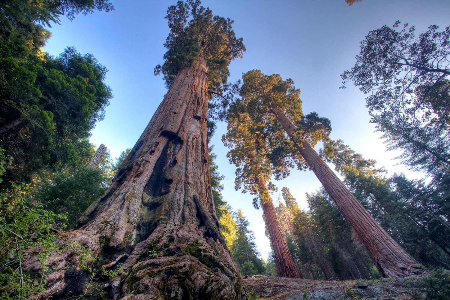 Giant Sequoias by Bob Wick, BLM