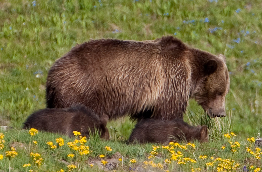 Grizzlies