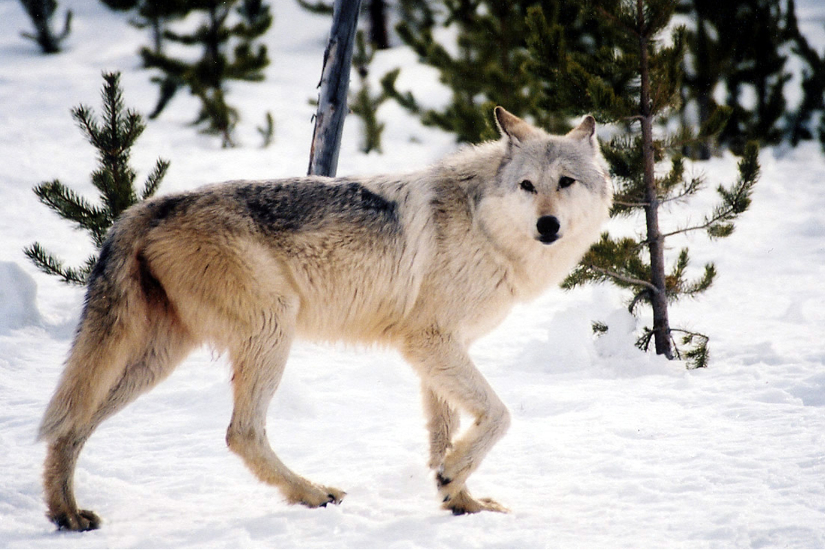 gray wolf