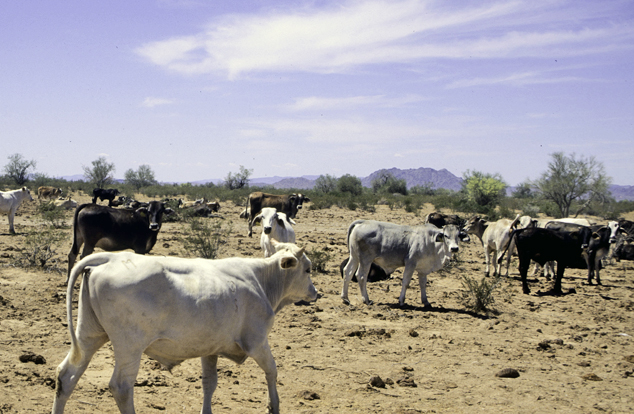 Cows and their damage in the North Mariposa Mountains Wilderness, Arizona, by George Wuerthner