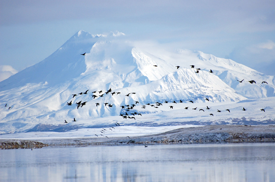 Izembek Wilderness, Alaska