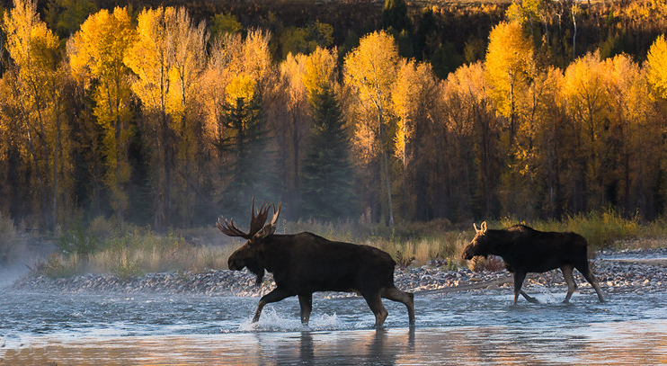 Moose by Sam Parks
