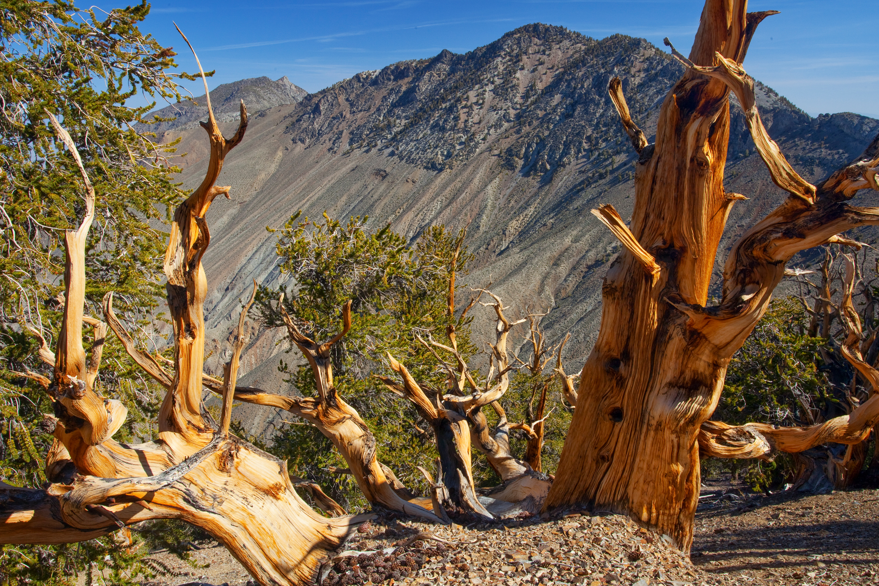 Inyo Mountains Wilderness by Bob Wick/BLM