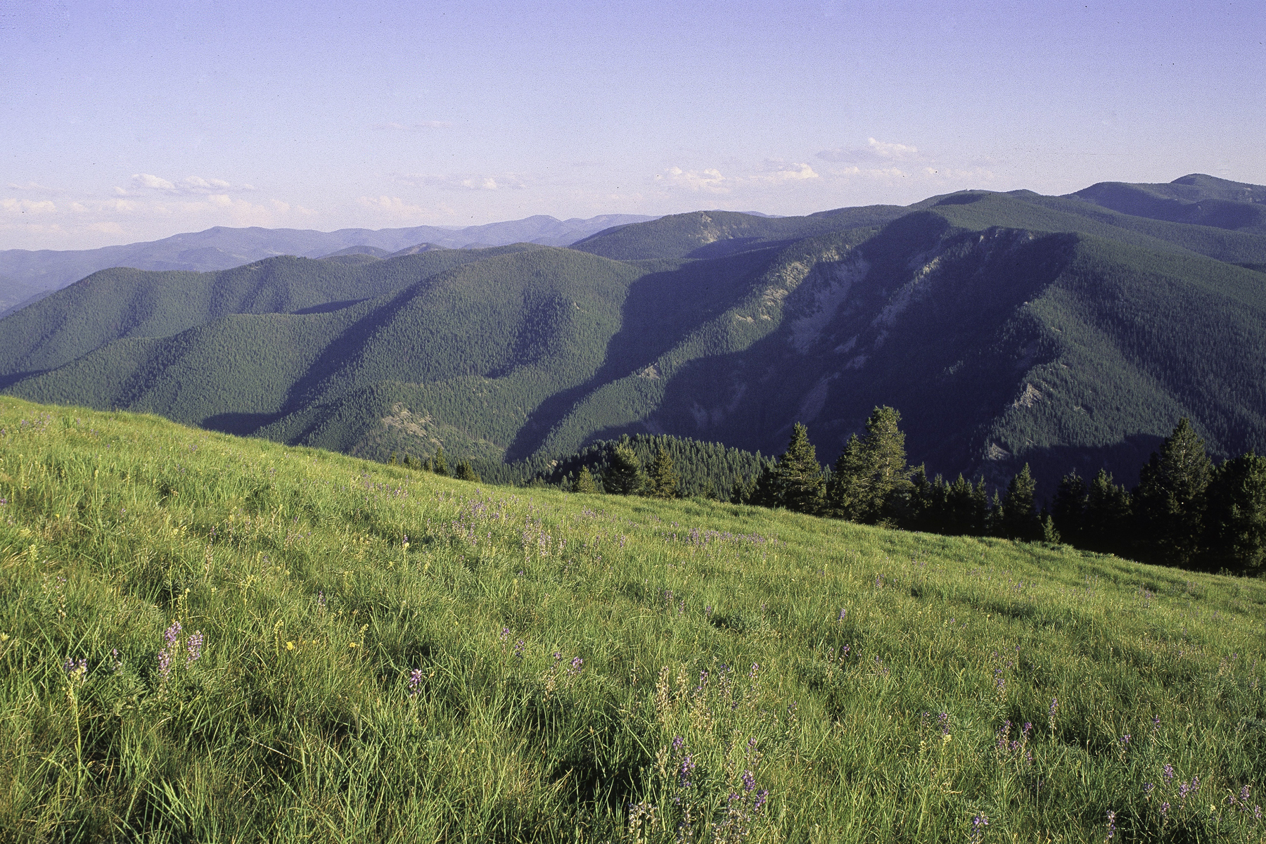 Sapphire Wilderness Study Area, Montana by George Wuerthner