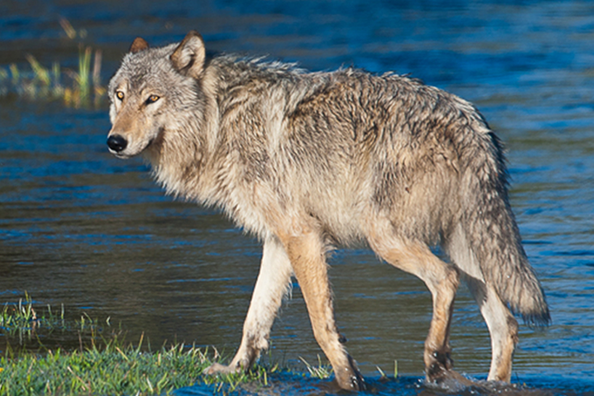 We’re suing to get wolves out of the crosshairs