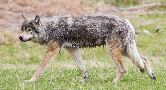 wolf by Sam Parks